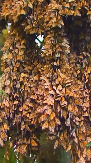 Monarch Butterfly Migration:Journey across Continents #MonarchButterflies #ButterflyMigration