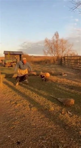 Old Woman vs. Fox: The Great Chicken Chase