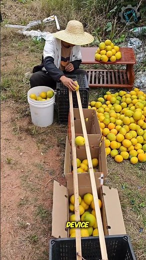 A worker using an ingenious, low-tech gravity-fed system to sort oranges by size