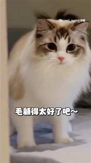 【養到松鼠了】貓貓在床上自嗨 露出超蓬鬆尾巴靈活甩動 #Shorts