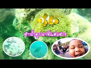 ปลานีโม่แสมสาร ดำน้ำดูประการัง น้ำใสหาดทรายขาว