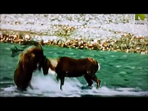 Grizzly Bear vs Caribou Fight - Rare Footage