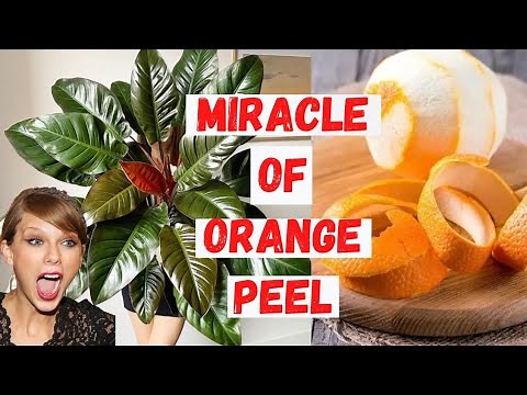 Making Orange Peel Fertilizer Step by Step | Make the Best Organic Fertilizer at Home