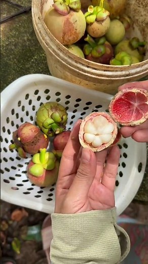 Mangosteen Fruit Preparation