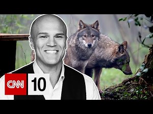 Colorado released wolves to balance its ecosystem. But some ranchers aren't happy | April 2, 2024