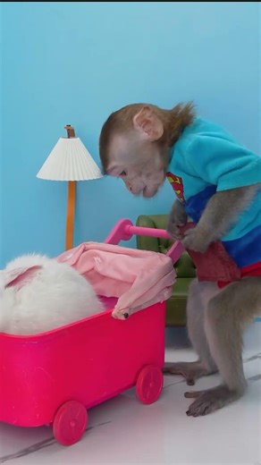 Monkey Baby #fun #funny #funnymonkey #minkeys #babymonkey #trynottolaugh #abc #kids #baby #animals