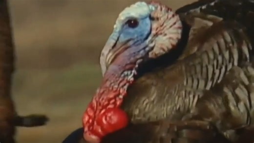 Anticipating the thrill: Tennessee's turkey hunting season opens this Saturday