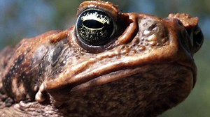 New way to get rid of cane toads