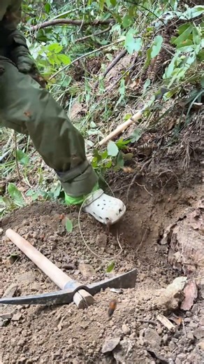 1.1K views | #hornetcontrol #hornetsafety #hornetnestremoval #pestcontrol #hornetextermination #gianthornets #waspremoval #wildliferescue #hornetattack #hornetnest #wasremoval #removal | Hunter Wasps | Facebook