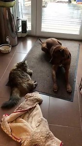 Findus sucht sein Zuhause! Ein wunderbarer junger Ridgeback | Rhodesian Ridgeback Jambo Hilfe e.V. gemeinnütziger Tierschutzverein