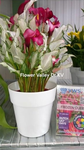 Assorted Lily Flowers| Netherlands & India #lily #greenhouses #lilium #cutflowers #floriculture #nl