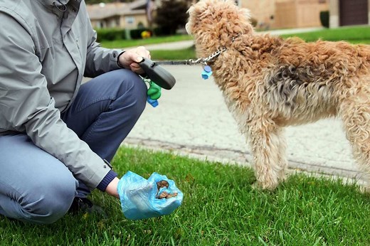 Dog Poop: An Ultimate Guide | Ultimate Pet Nutrition