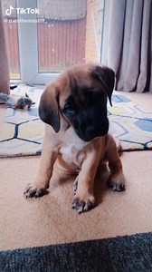 Video credit to @zeusthemastiff_ | I Love My Mastiff