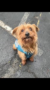 1.4K views · 31 reactions | 冀Adopt a Homeless Pup冀Featured modeling their adorable raincoats Moses, Betsy, Peppered and Bentley. Visit Homelesspets.com to learn more about our delightful doggies! Homeless Pets Foundation | Homeless Pets Foundation | Facebook