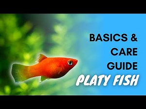 Platy Fish: Basics And Care Guide