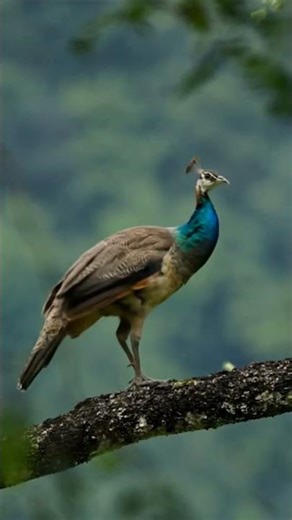 Beautiful Peahen Sitting on Tree | Nature Beauty 🦚🌿