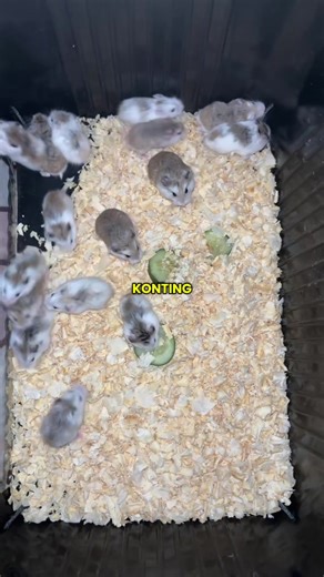 Tips about roborovski #noanimalswereharmed #roborovski #roborovskihamster #roborovskidwarfhamster #HAMSTER