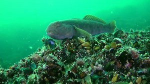 Game-fish Round goby (Neogobius melanostomus)