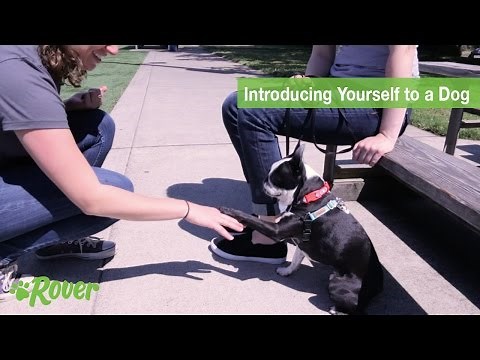How to Safely Introduce Yourself to Dogs - Rover Dog Training Tips