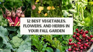 2.3K views · 22 reactions | If you think gardening ends in the...