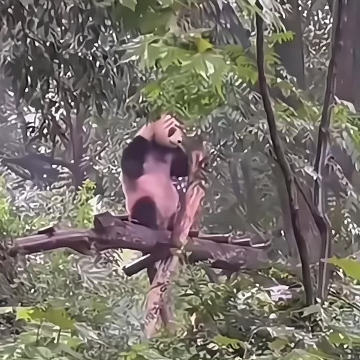 Funny panda #panda #panda🐼 #cute #pandas #funny #funnyvideos