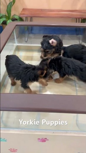 “Little paws, endless love.” #yorkie #puppies