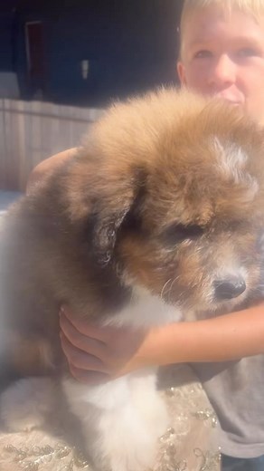 11 comments | Spice medium F1 bernedoodle. He has all the looks and easy going personality. Perfect for any family. I can’t believe he is still here. He checks all the boxes and more. Reach out to know more #fifenwifebernedoodle #bernedoodle #bernedoodlehub #bernedoodlelove | FifenWife Bernedoodles | Facebook