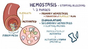 Video: Coagulation (secondary hemostasis) - Video Explanation! | Osmosis | Osmosis