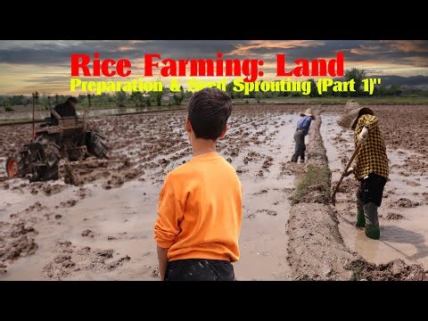 Gilan Green Gold Part One