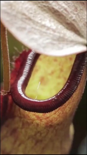 Ants vs. Pitcher Plants (Part 1) #natureathome #everydayscience #petvlog #fyp #voiceover #petlife #petparent #animalsoftiktok #animalsreact #pets