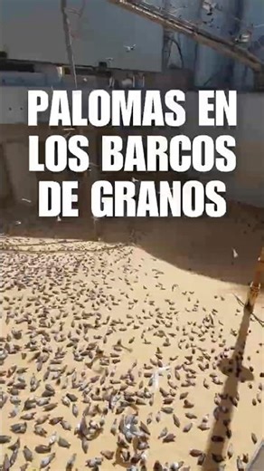 Why don't they use nets on grain ships?