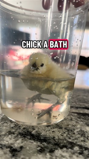 Chicken hot tub #chicken #silkiesoftiktok #silkie #babychicks #fyp | silkie chickens