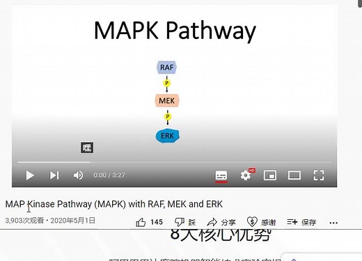 MAPK信号通路入门介绍（双语视频）