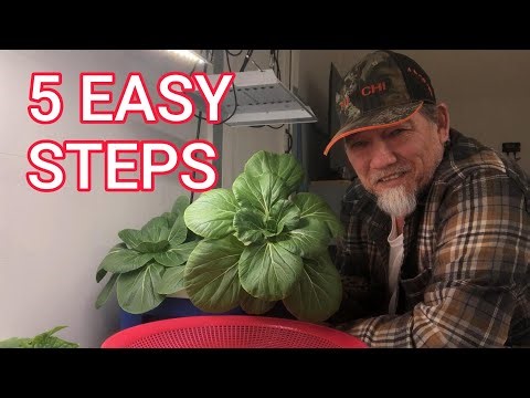 Grow BOK CHOY in 5 Easy Steps!