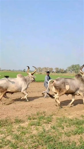 ox vidio#viralvideo #shorts #farminga #trending #youtubeshorts#comedy