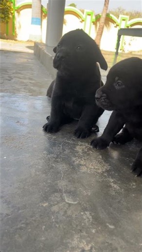 Adorable Labrador Puppy Playing & Having Fun | Cute Lab Puppy Video