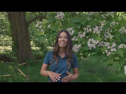 Tree Tuesday: Catalpa Tree