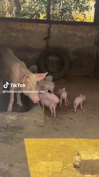 Healthy Pigs & Fumigation Services