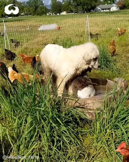 14K views · 545 reactions | Adorable Great Pyrenees Protect The Farm At All Cost | Pet World | Facebook