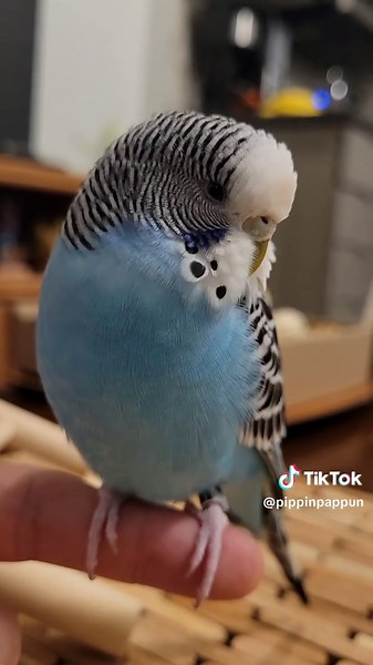 Pippin the Sleepy Budgie: A Calm Post-Playtime Moment