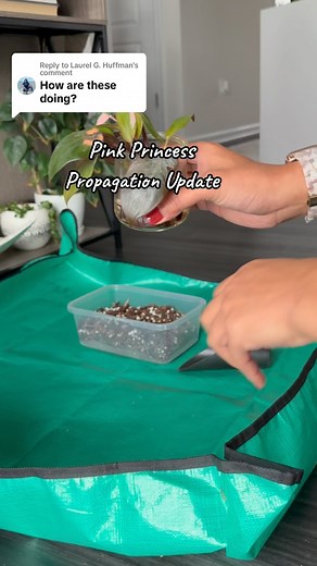 11 reactions | Pink Princess Propagation Update My cuttings are ready to be transferred n soil! #philodendron #pinkprincessphilodendron #propagation #plantparent #plantblogger #marylandblogger | plantedby.ycee | Facebook