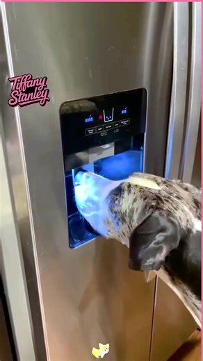 Animals unleashing their inner comedians—get ready to laugh out loud! 😂🐾 #Funny #FunnyAnimals #FunnyReels #ComedyGenius | Tiffany Stanley