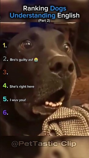 Ranking Dogs Understanding English (Part 2)