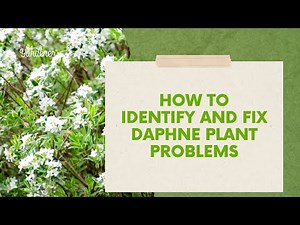 How to Identify and Fix Daphne Plant Problems #daphne #gardeningtips