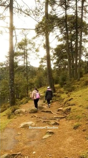 hiking on a trail through a Explore forest. #explore #travel #hiking