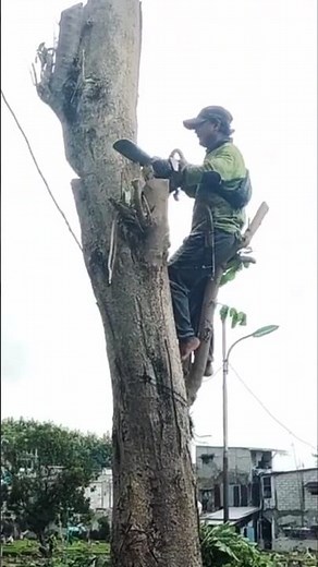 ekstrem Woodworking project- largest tree felling technique #shortvideo #treecutting #chainsaw