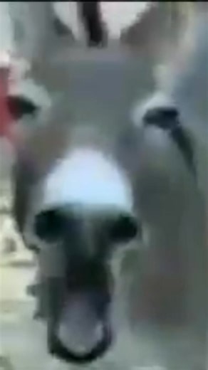 😂 REVERENDO INDOCTO EL CADÁVER, ENCIMA NADE LE AYUDA,LO HACEN QUEDAR MAL SUS HERMANOS ANALFABET0S 😂 | Apologética Cristiana Internacional