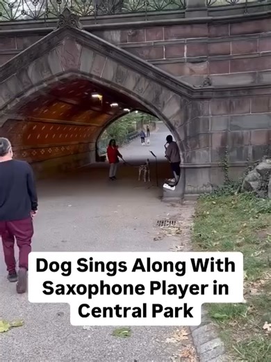 A dog sang along with a saxophone player in #CentralPark #nyc #nyclife #citizen