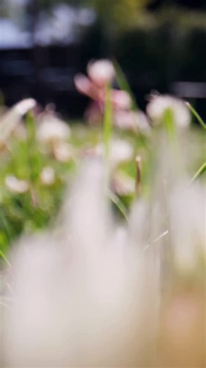 Wandering Wave - Anna C on Instagram: "🐝 Native Bees vs. Honeybees: Why Both Matter There are over 4,000 species of native bees in North America alone, and many are more efficient pollinators than honeybees. For example, native bees can pollinate crops like tomatoes, squash, and blueberries more effectively because of how they move pollen. About 70 percent of native bees are solitary, nesting in soil or plant stems rather than hives. This makes them especially vulnerable to habitat loss and pes