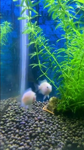 White Polar Parrot Fish Mating Fight | Rare Aquarium Fish Behavior Caught on Camera 🐠🔥